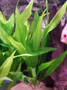 Echinodorus Bleheri